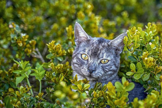 Katze auf Norderney